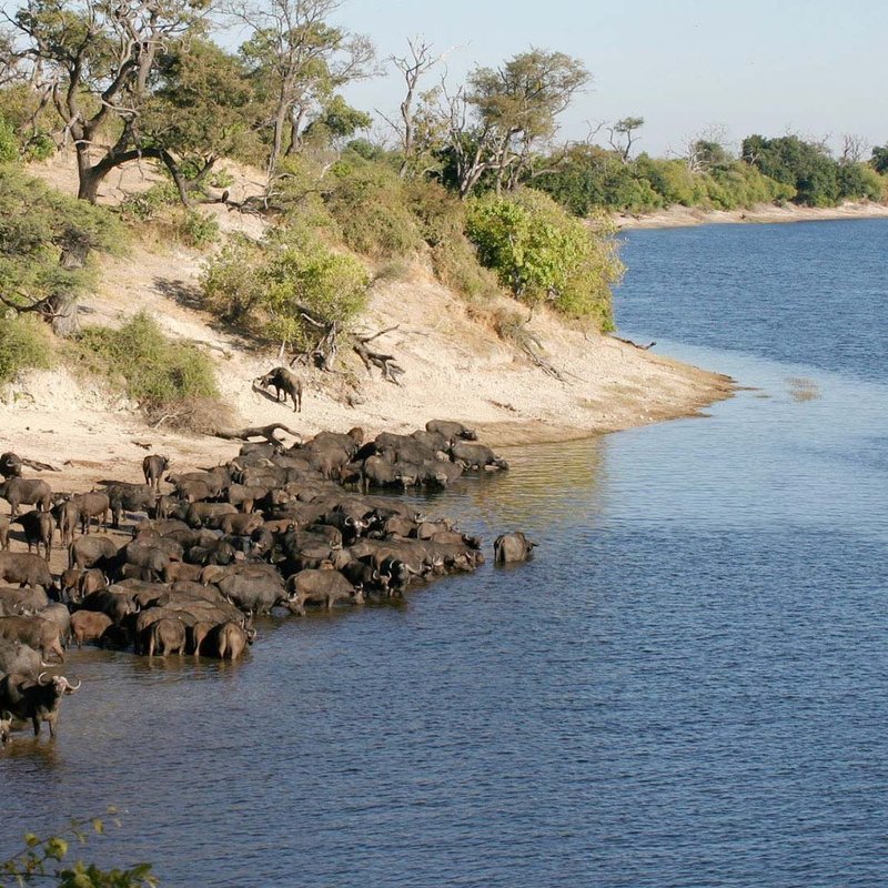 Büffel am Ufer des Chobe