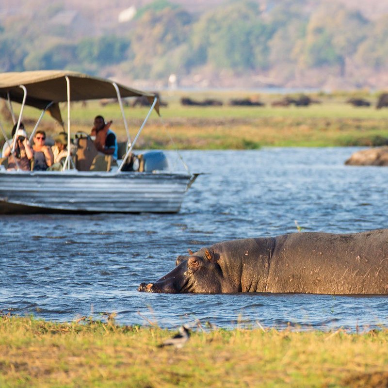 Hippos im Chobe Nationalpark