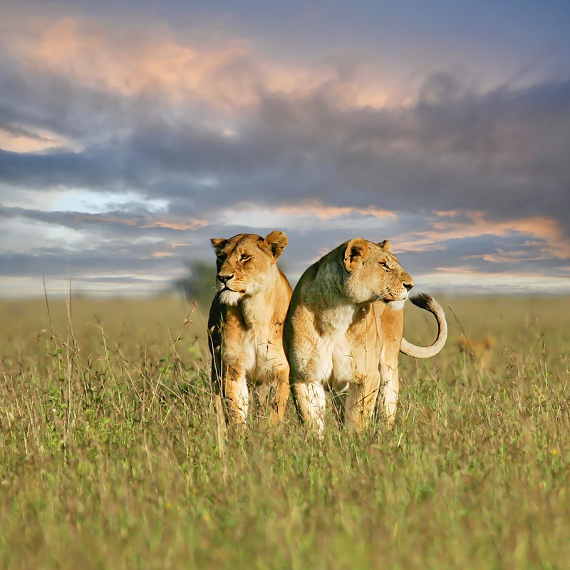 Zwei Löwinnen in der Serengeti bei Sonnenuntergang