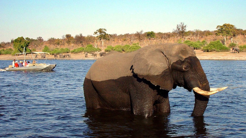 Elefant bei Bootsafari durch Chobe Riverfront