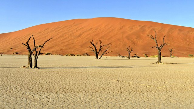Kameldornbäume vor einer Düne im Deavlei in Sossusvlei 