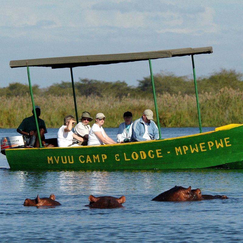 Flusspferde auf Bootsafari im Liwonde Nationalpark