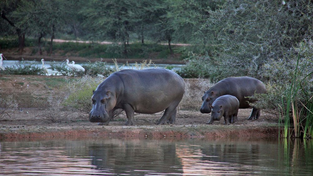 Flusspferde in der Zambezi Region