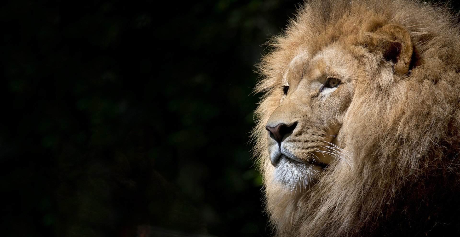 Löwe auf Afrika-Reise