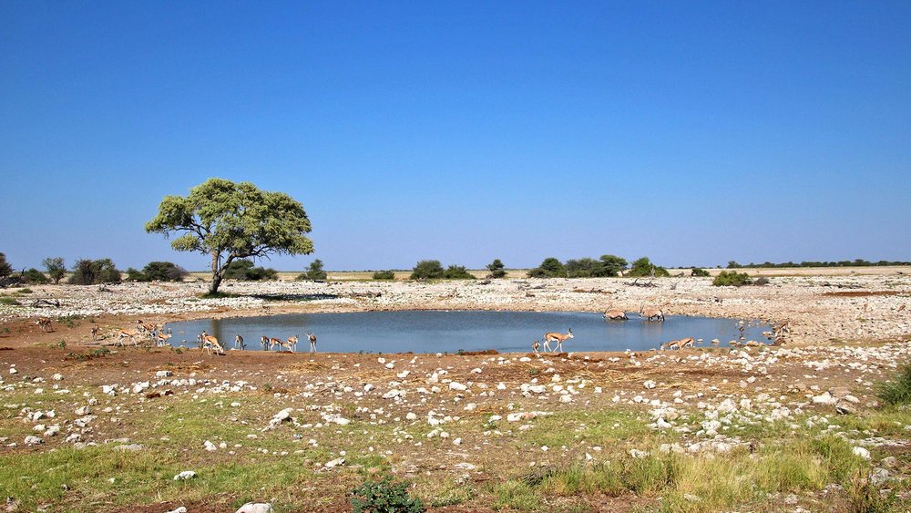 Oryx-Antilopen am Wasserloch im Etosha Nationalpark