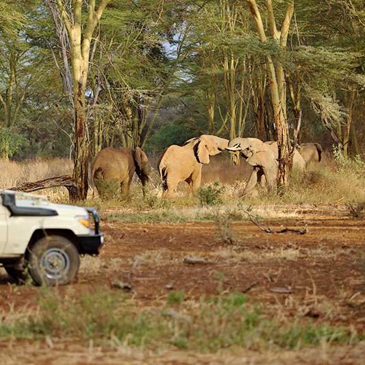 Elefanten auf Safari im Tsavo Nationalpark