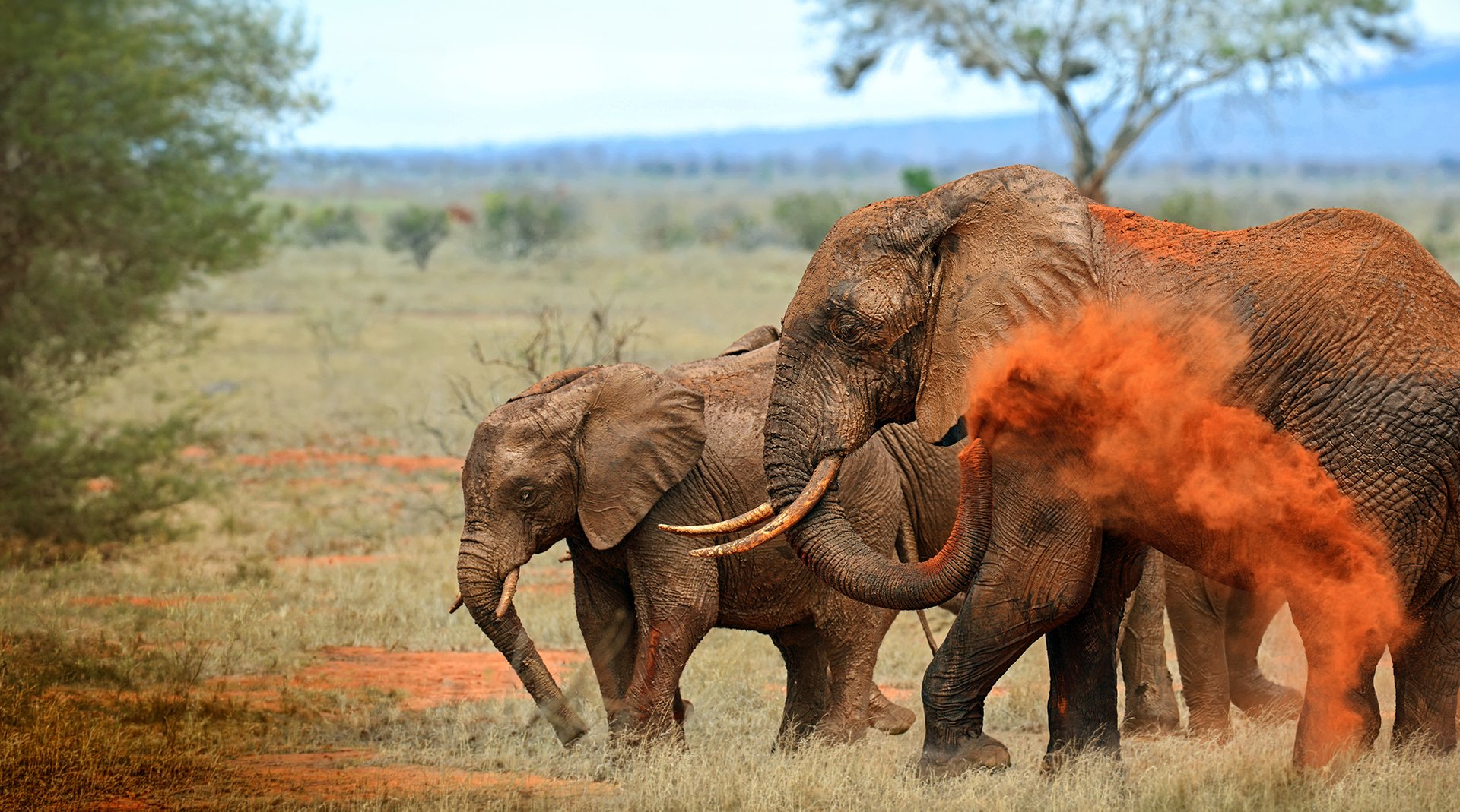 Elefanten in Tsavo