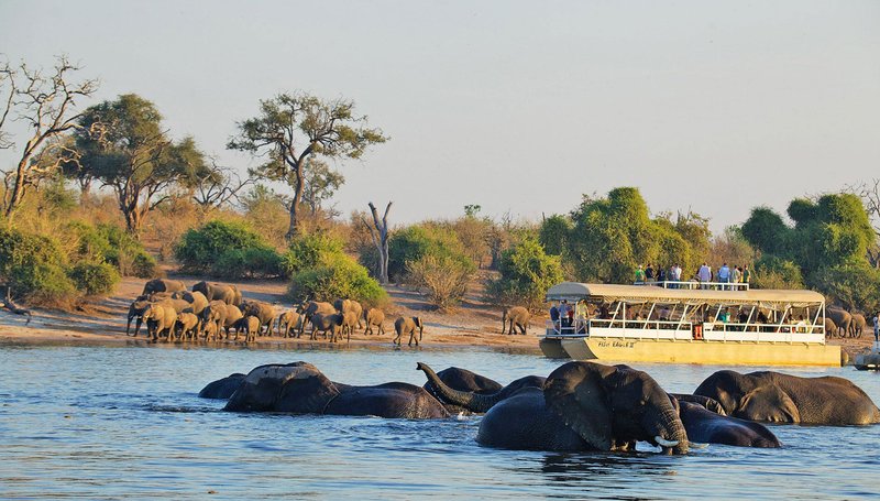 Menschen beobachten auf einem Safariboot eine Gruppe Elefanten, die im Chobe River badet und trinkt