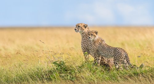 Maasai - Die traumhafte Tierwelt Kenias 
