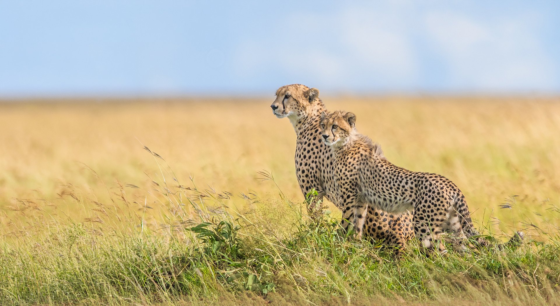 Zwei Geparden überblicken die Masai Mara