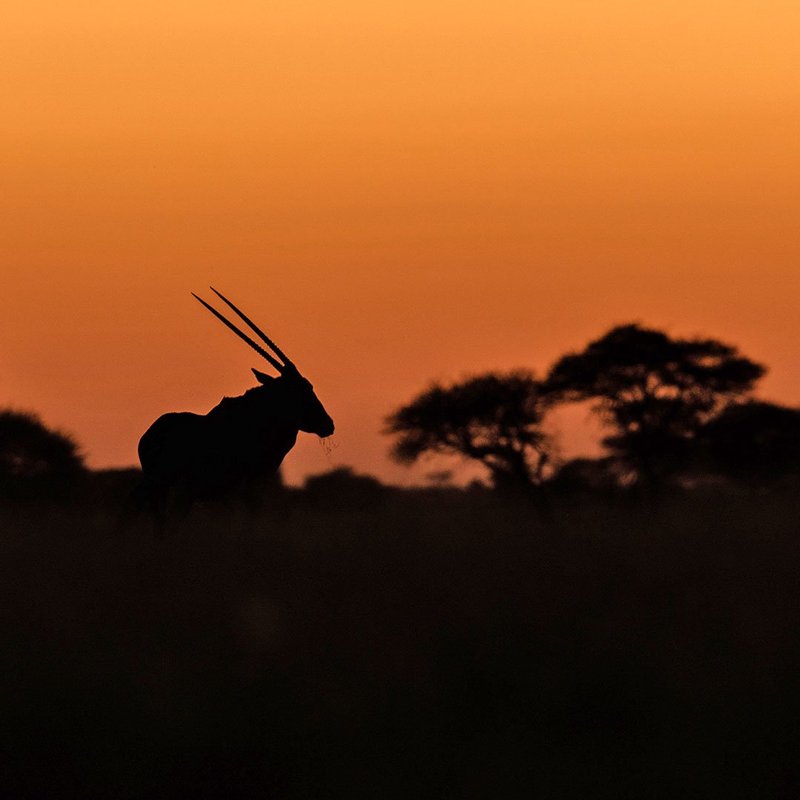 Oryx im Sonnenuntergang