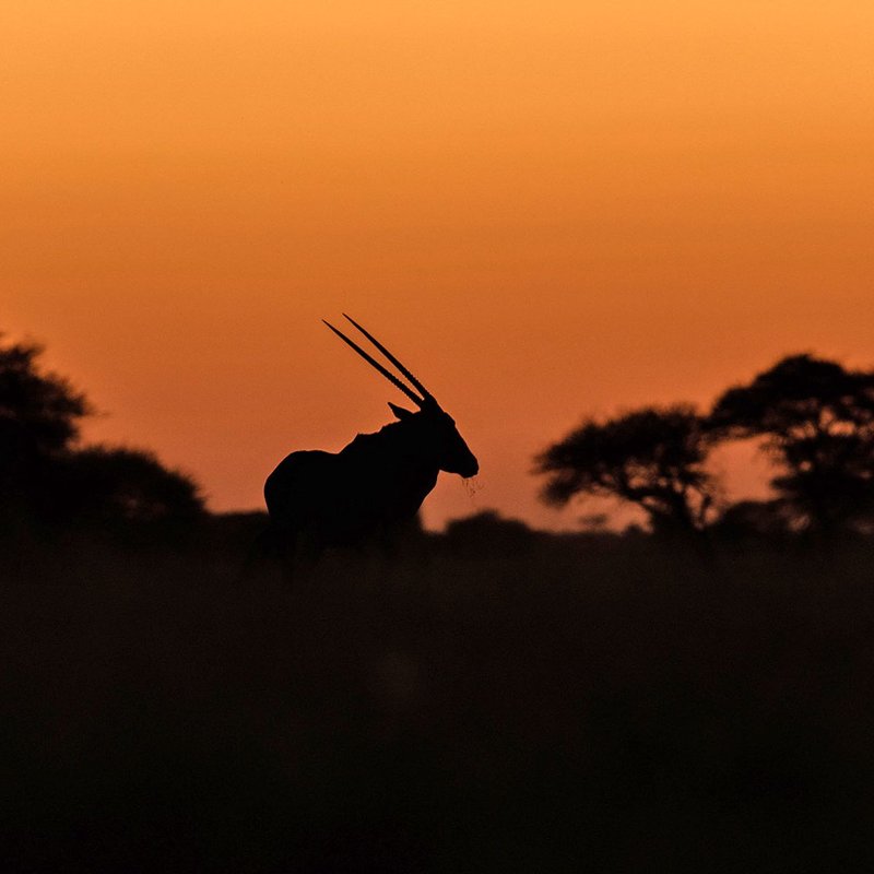 Oryx Antilope in der Dämmerung in Namibia
