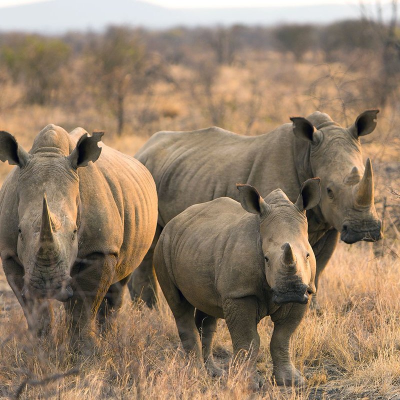 Rhinozeros auf Zugreise in Afrika beobachten 