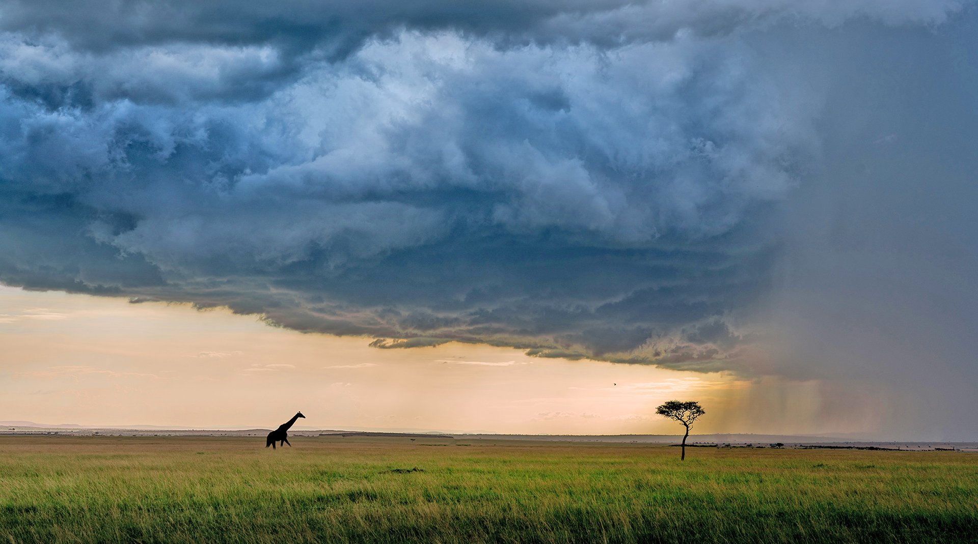 Giraffe und Akazie mit dramatischem Himmel