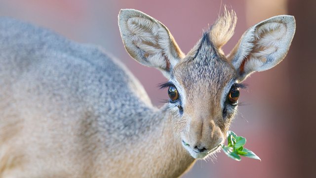 DikDik in Namibia beobachten