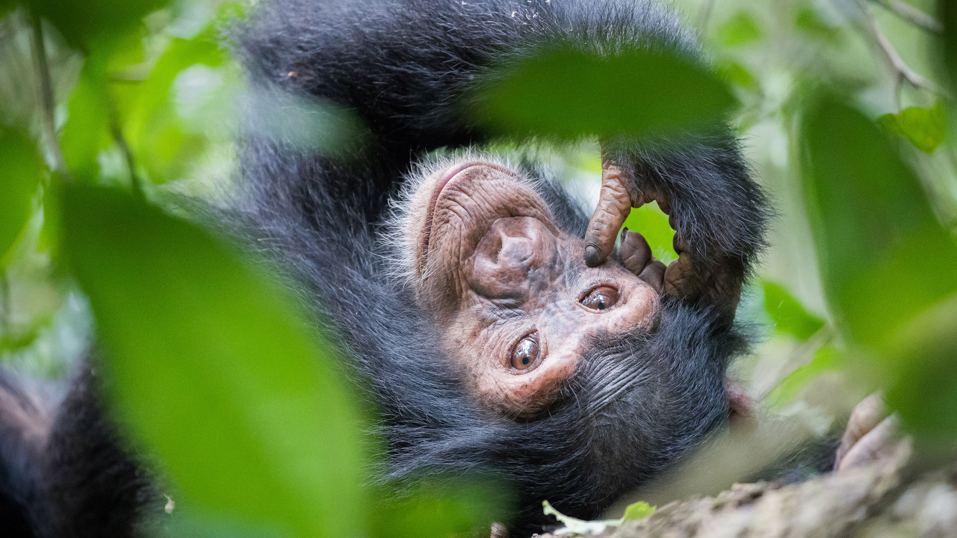 Schimpanse auf Uganda-Reise