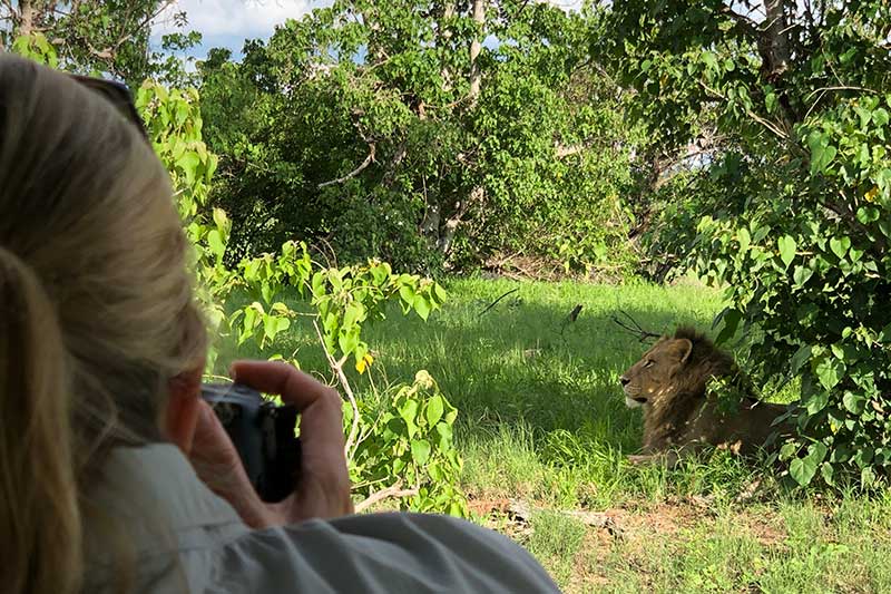 Löwen auf Botswana Reise entdecken