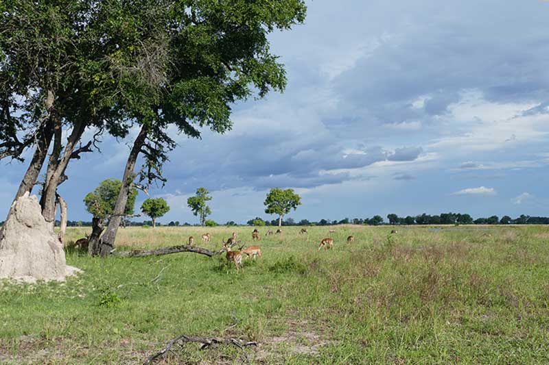 Termitenhügel auf Afrika Reise entdecken