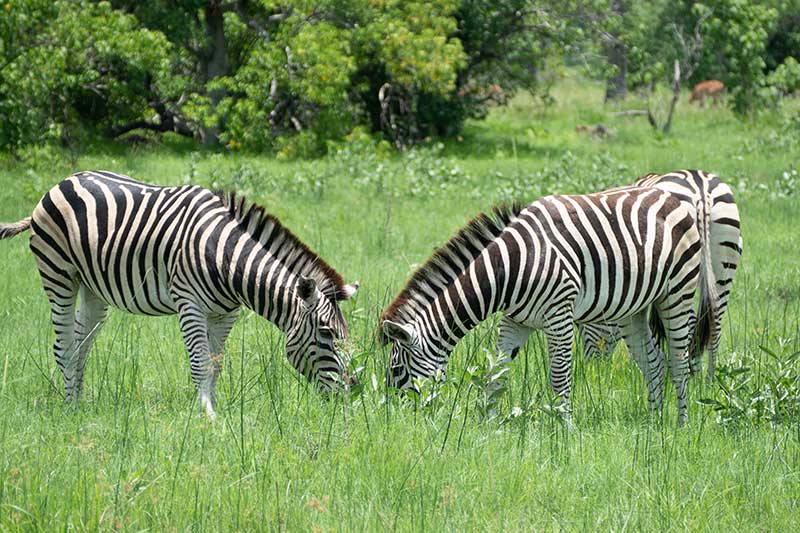 Zebras in Botswana auf Afrika Reise entdecken