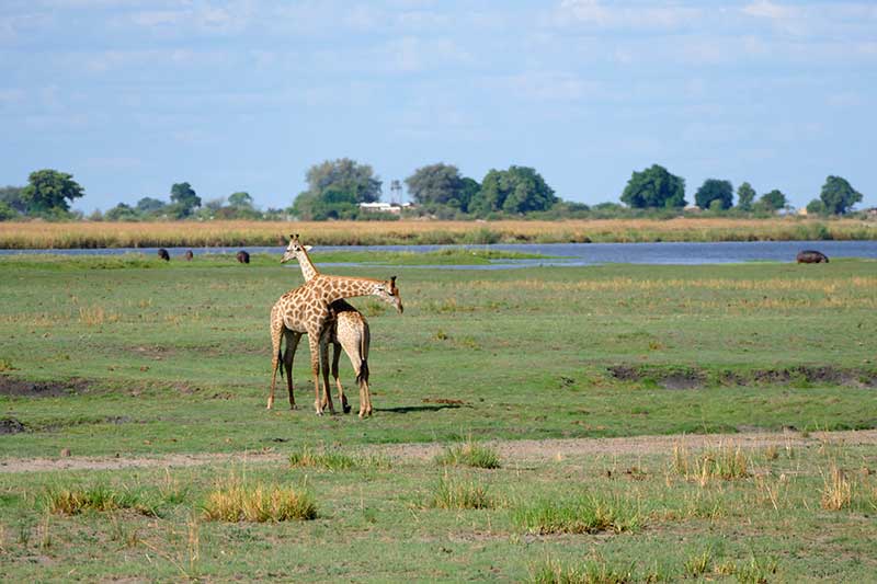 Giraffen im Chobe Nationalpark Botswana