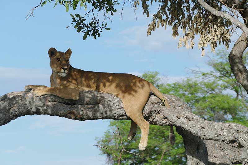 Löwe im Baum auf Afrika Reise