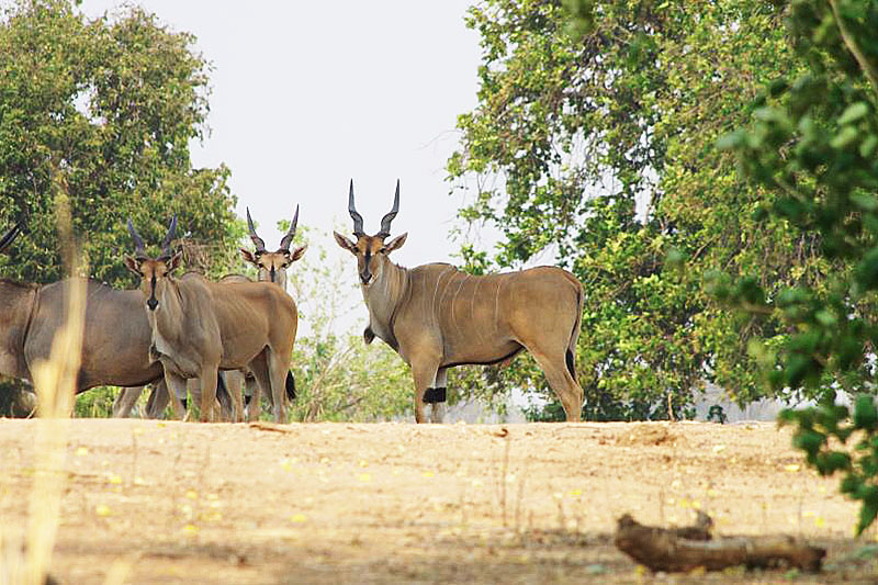 Antilopen auf Afrika Reise entdecken