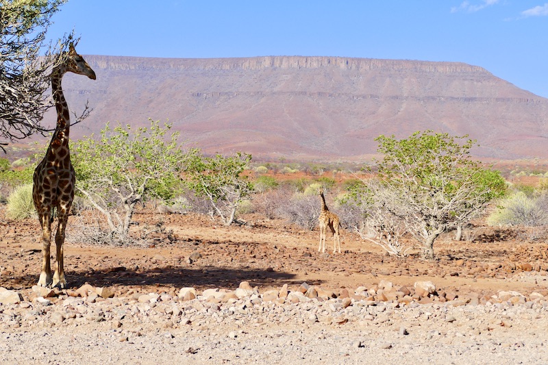 Giraffe auf Afrikareise entdecken