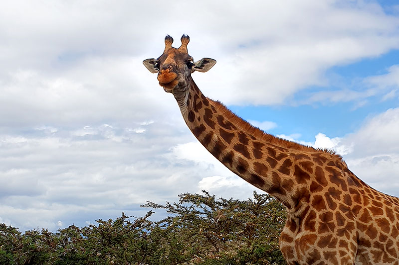 Giraffe im Tarangire Nationalpark