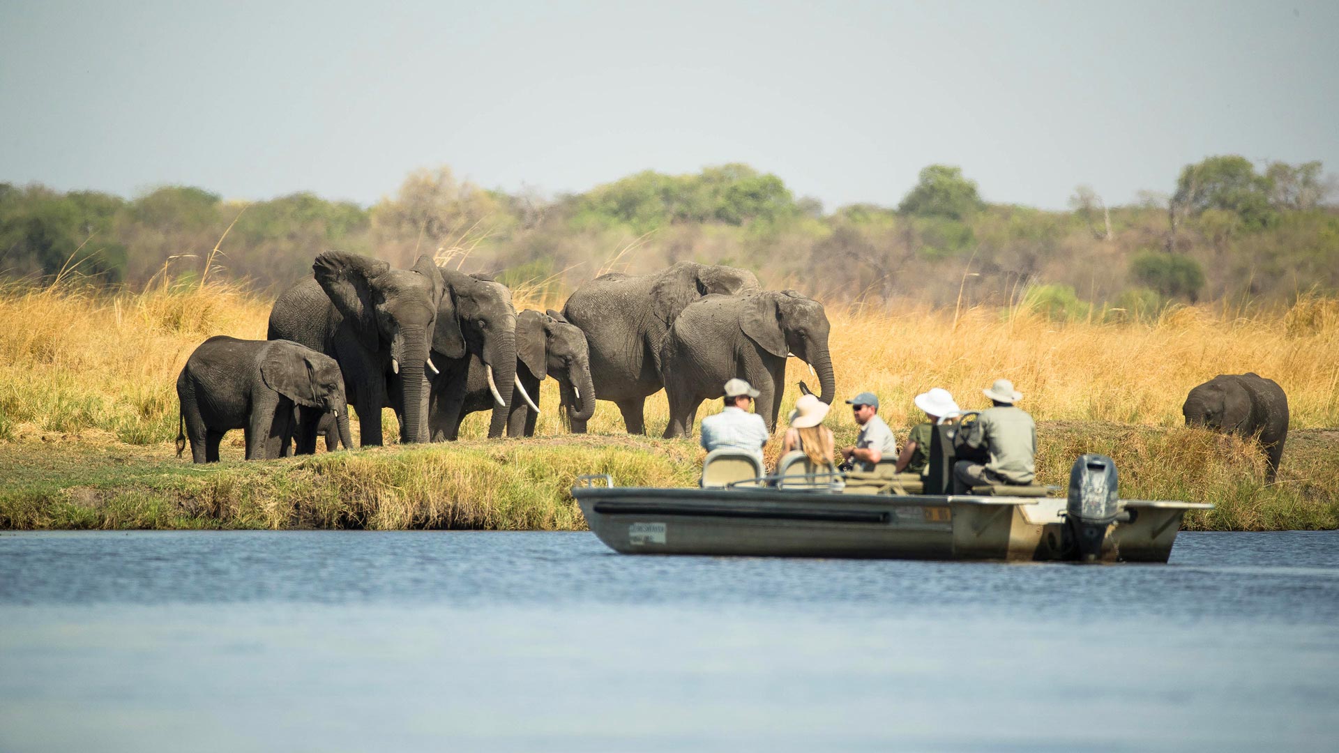 Vier Menschen betrachten eine Herde Elefanten von einem Safariboot auf dem Chobe River aus 