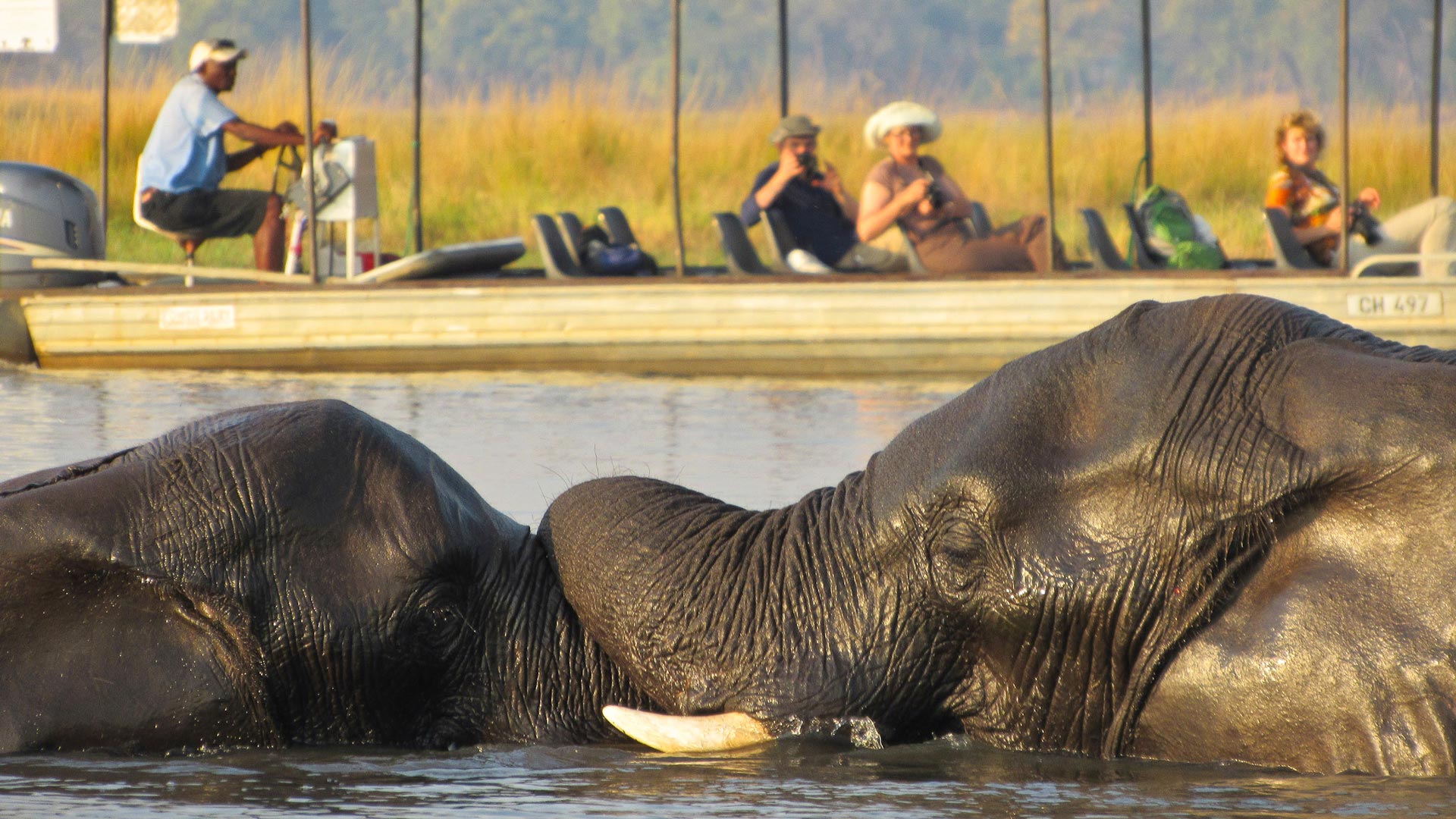 Zwei Elefanten baden im Chobe Fluss. Eine Gruppe Menschen beobachtet sie vom Safariboot aus