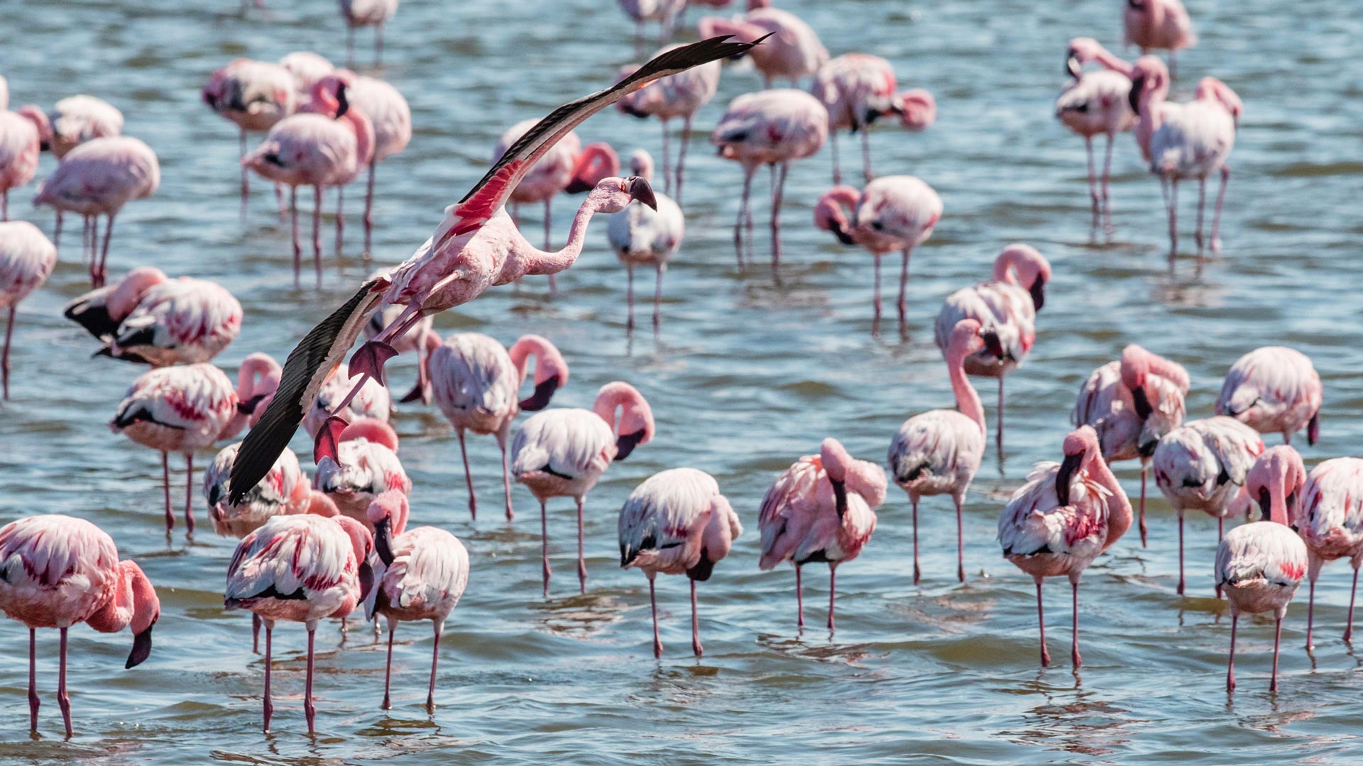 Rosa Flamingos im Wasser in der Region der Makgadikgadi Salzpfannen