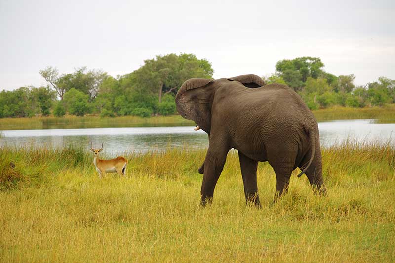 Elefant und Antilope im Okavango Delta