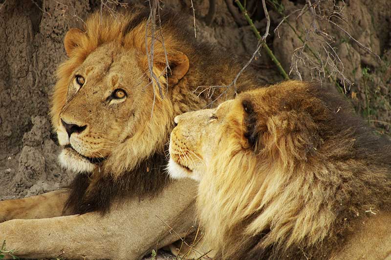Zwei Löwen im Moremi Game Reserve im Okavango Delta