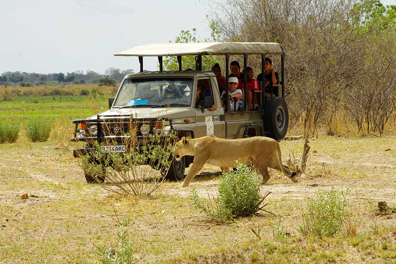 Ein Löwe überquert den Weg eines Safari Autos im Moremi Game Reserve im Okavango Delta