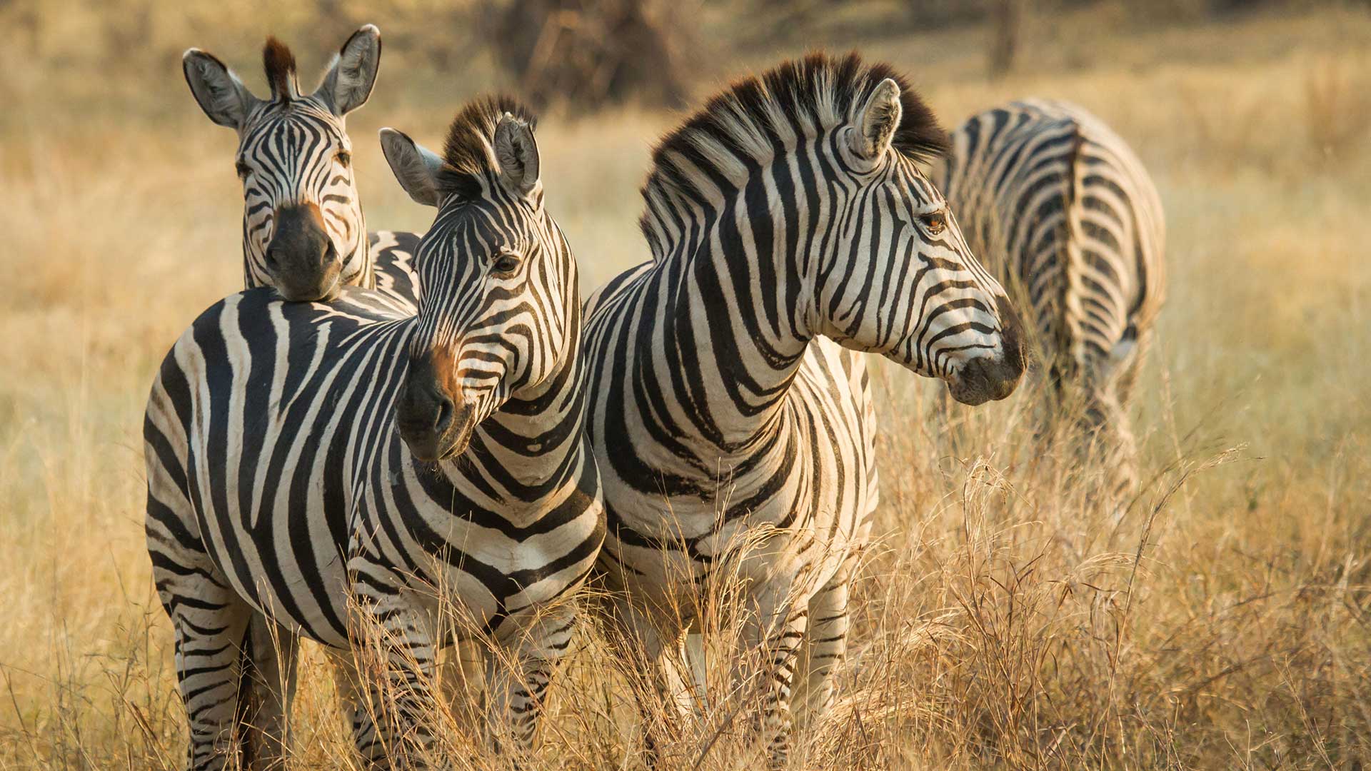 Vier Zebras in Savuti