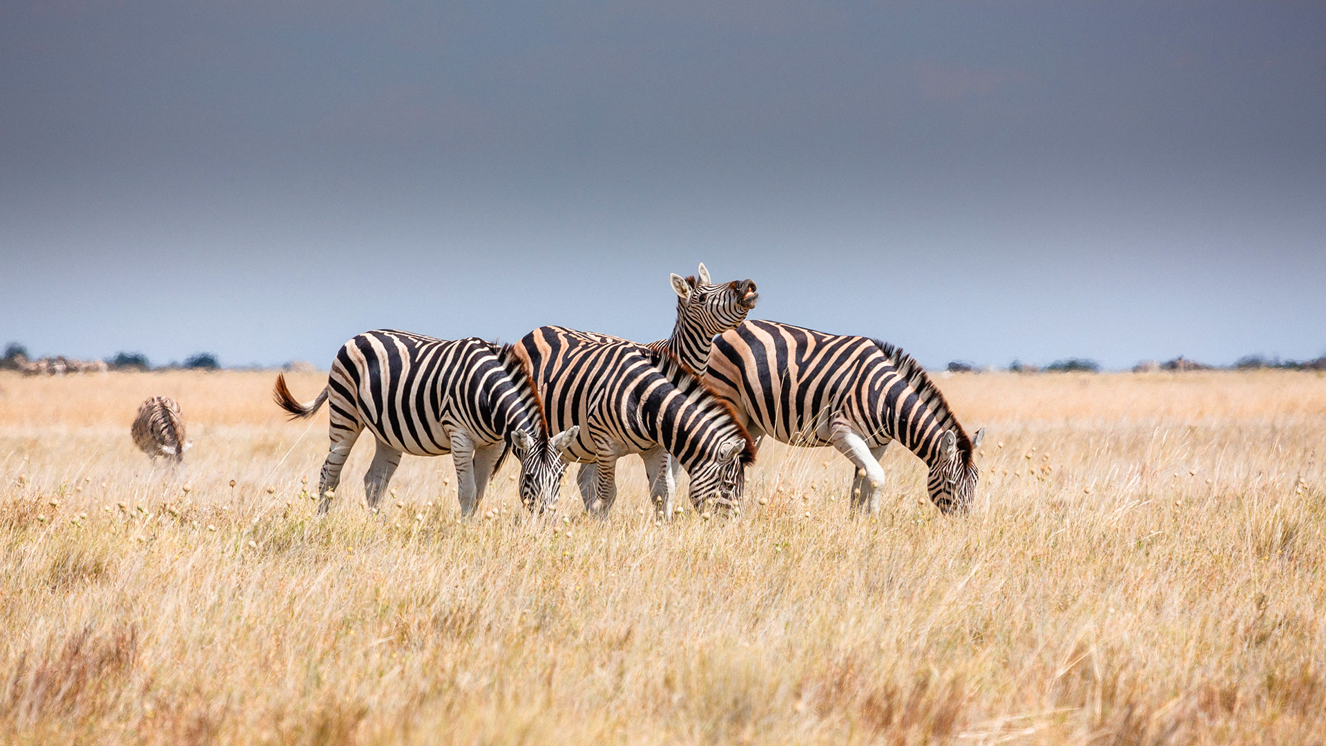 Zebras auf Kleingruppenreise