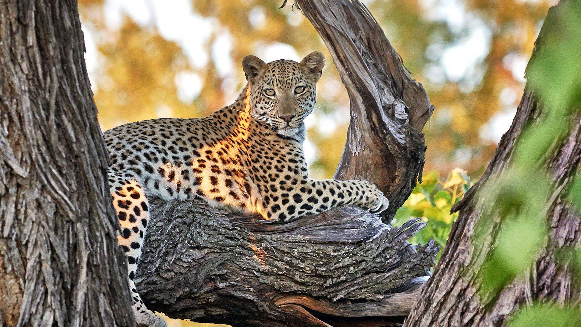 Leopard auf Gruppenreise 