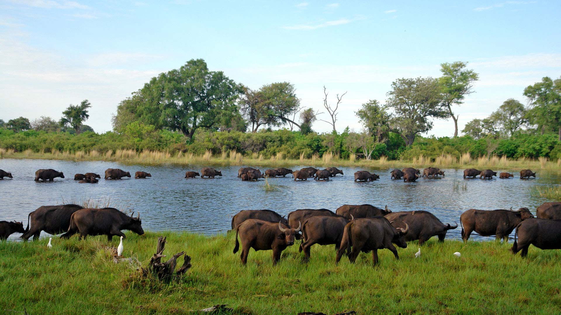 Wasserbüffel in Botswana