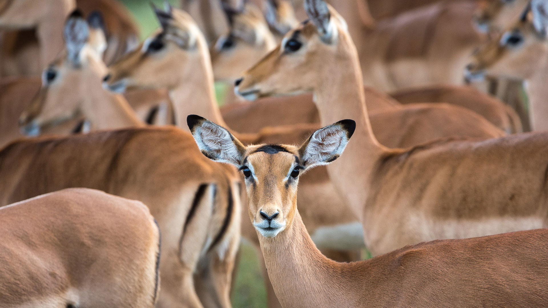 Antilopen in Botswana