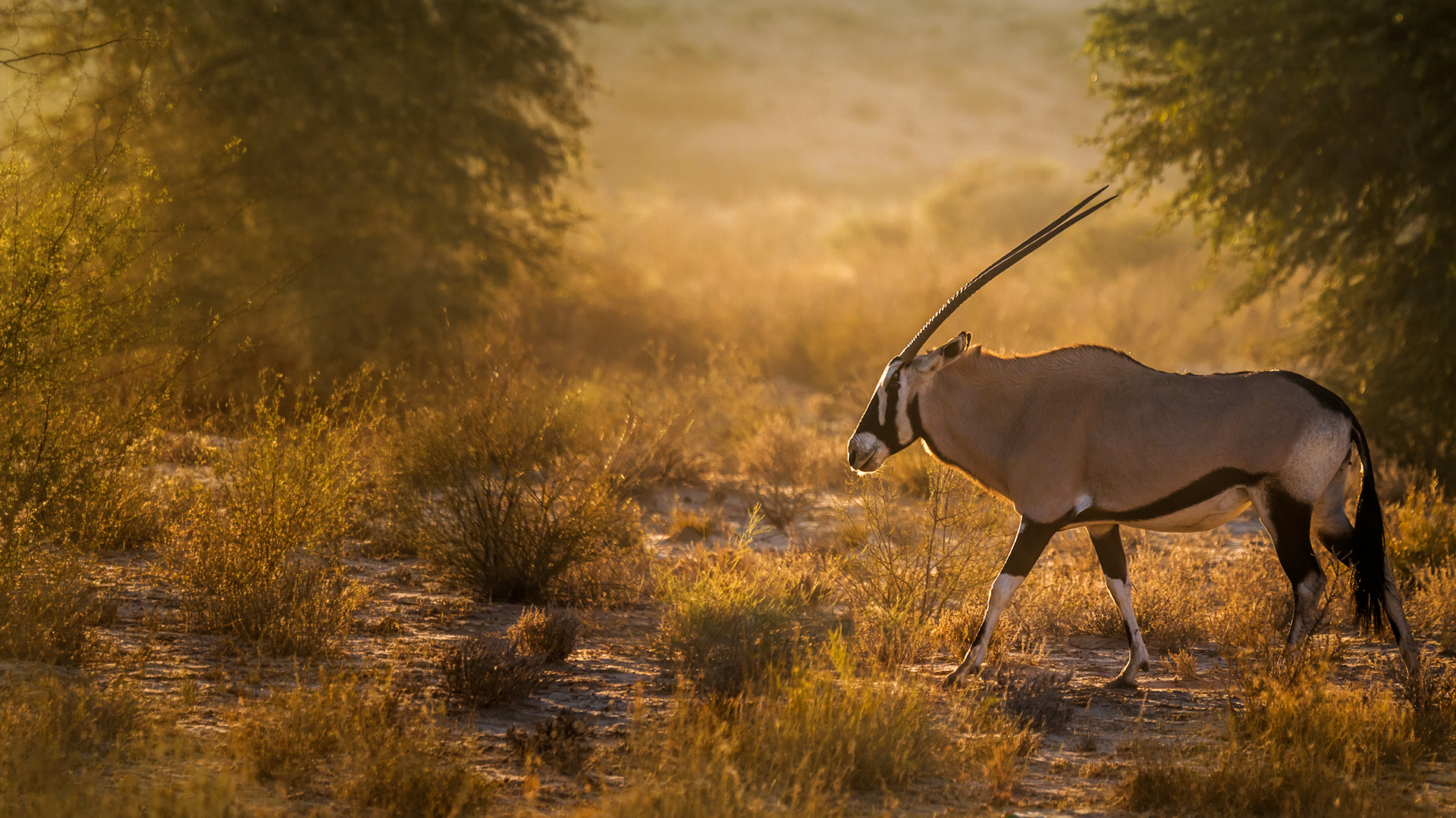 DINAKA – Von der Kalahari ins Okavango Delta
