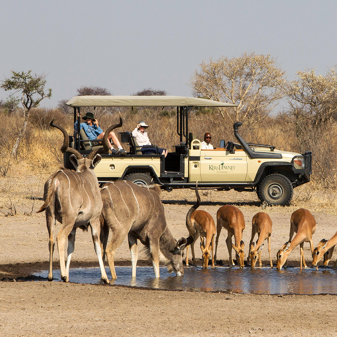 Pirschfahrt mit Antilopen in der Kalahari