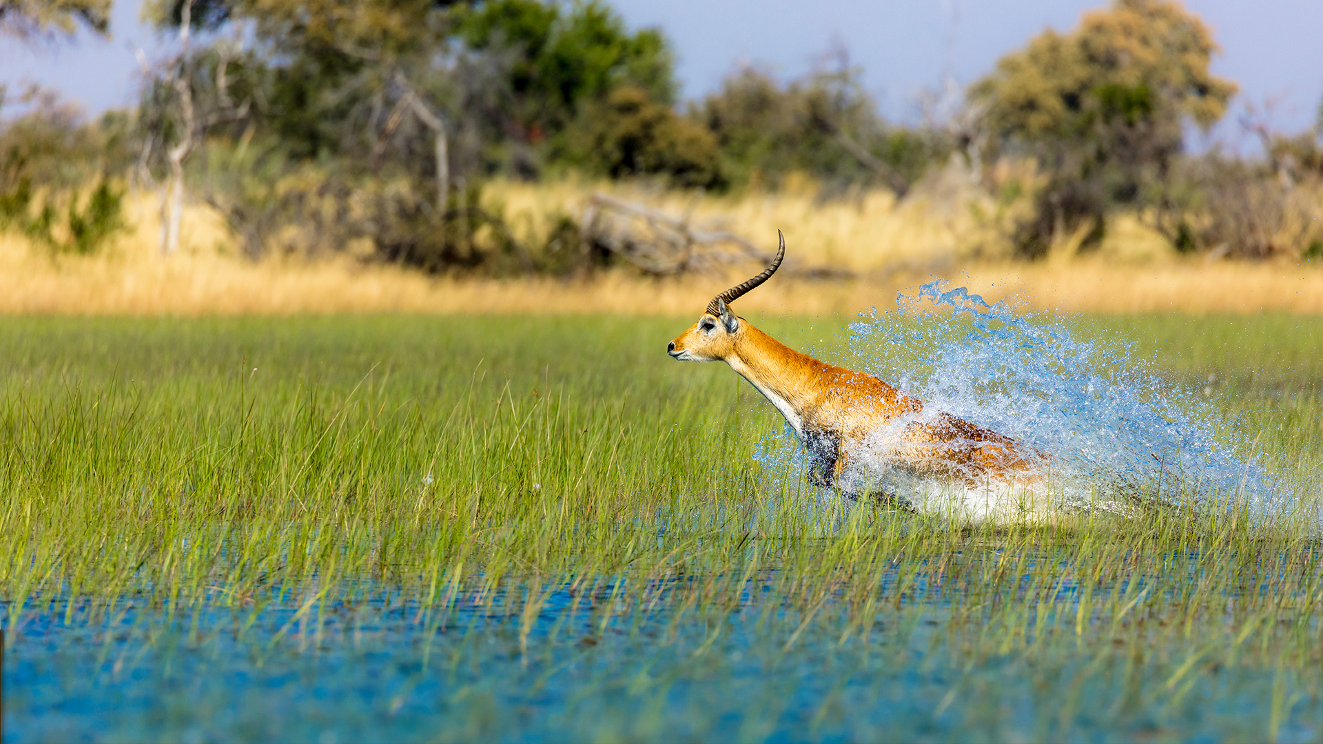 Red Lechwe springt durch Wasser im Okavango Delta