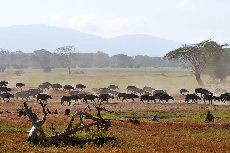 Wasserbüffelherde durch den Tsavo Nationalpark