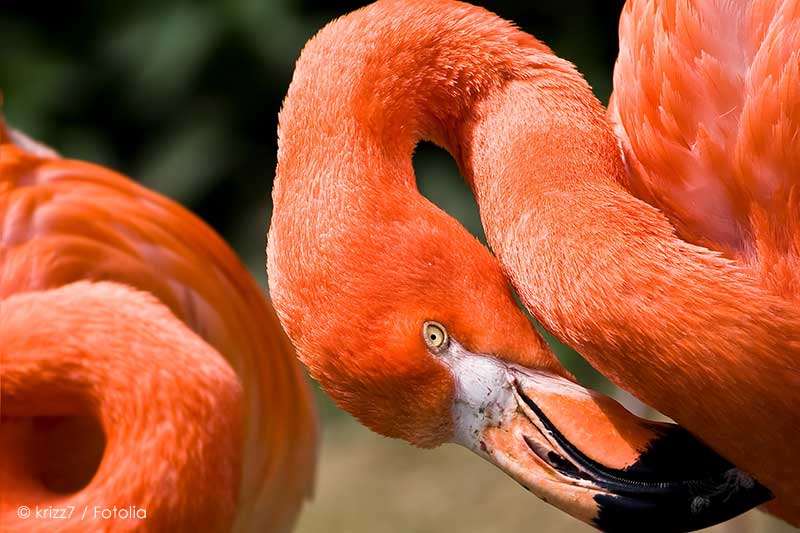 Flamingo im Lake Nakuru Nationalpark