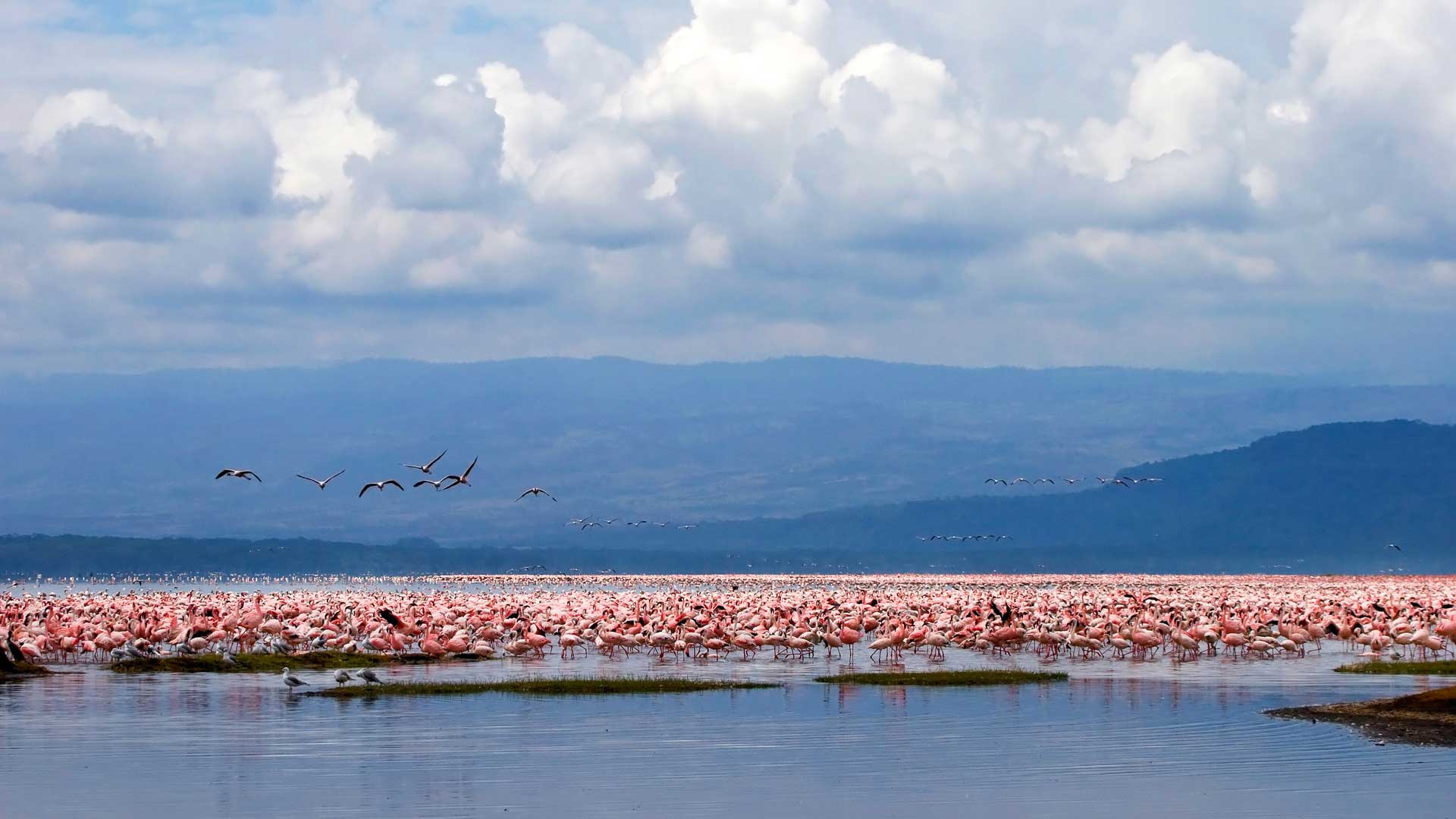 Flamingos fischen im Lake Nakuru