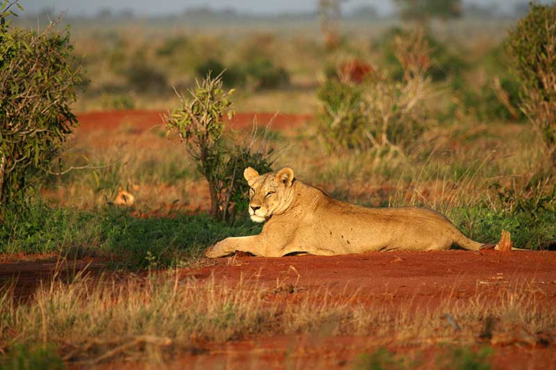 Löwin im Tsavo Nationalpark