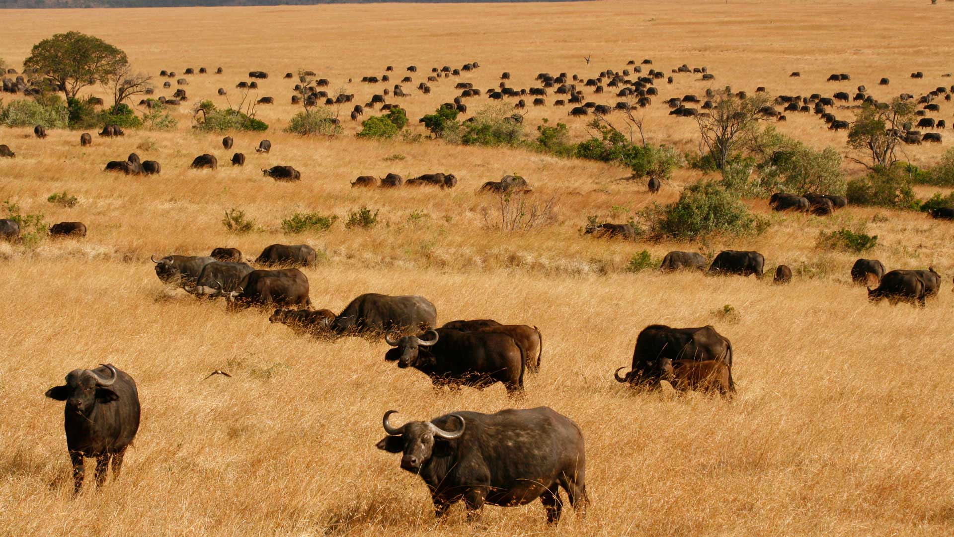 Büffelherde in der Masai Mara