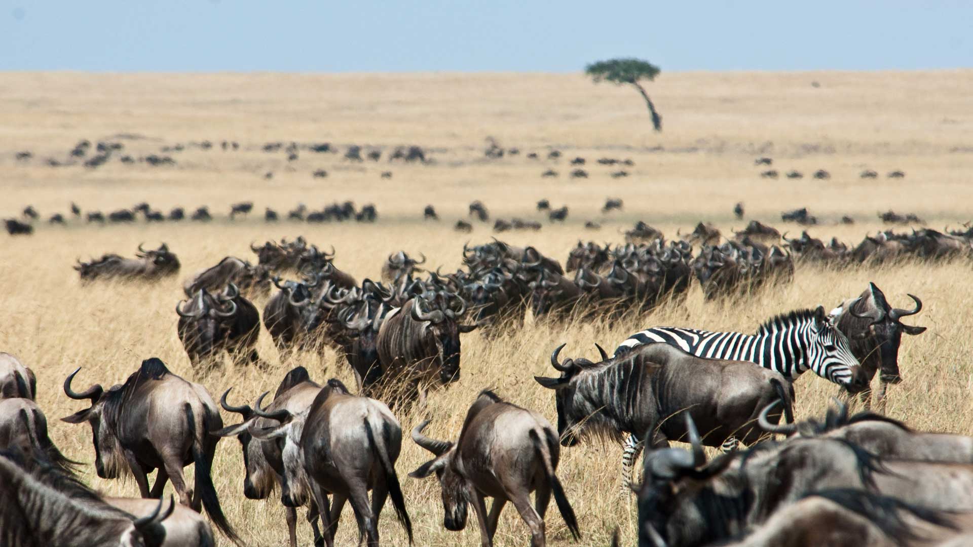 Büffel und Zebras in der Masai Mara