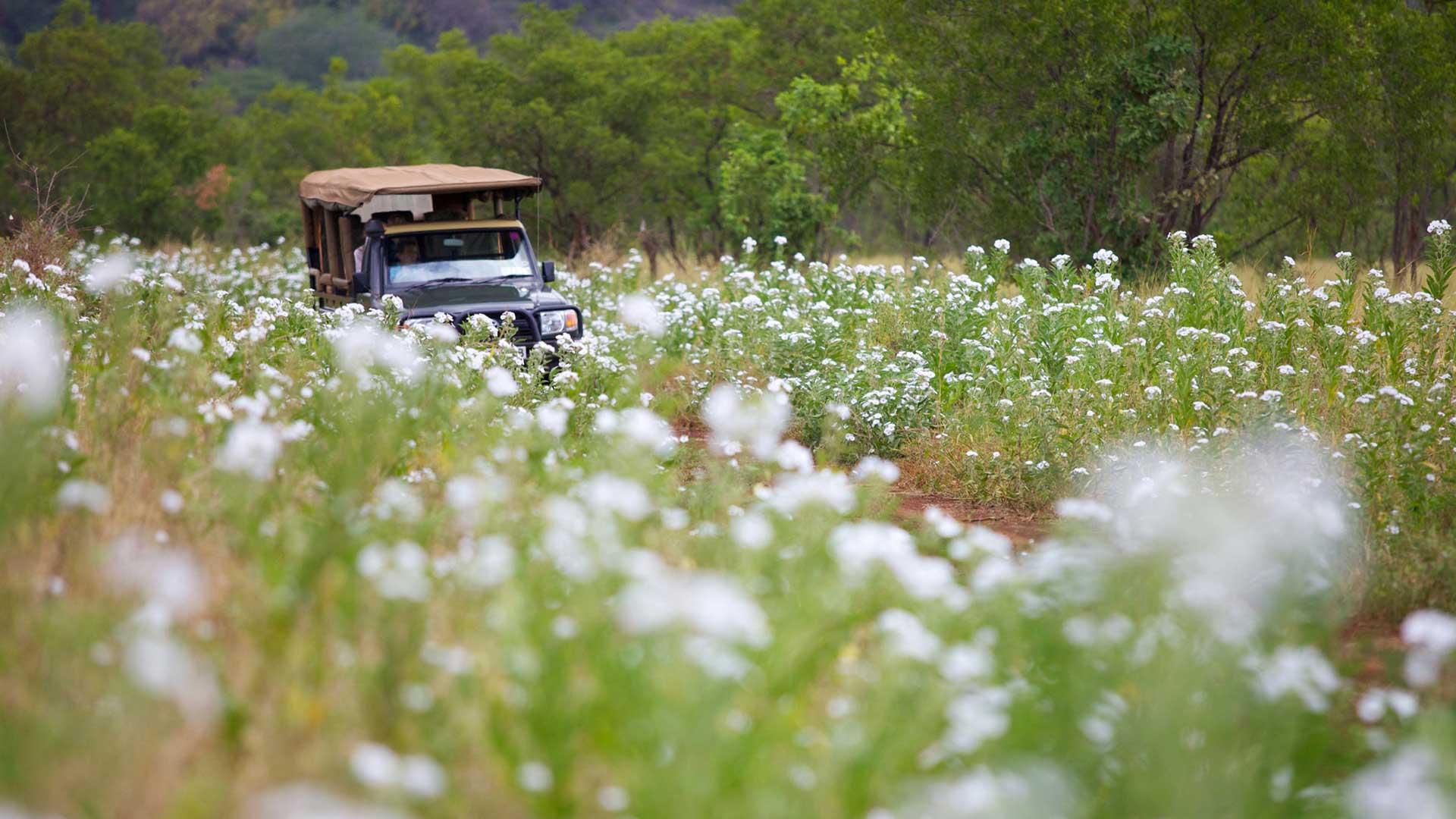 Safariauto in blühender Landschaft am Mount Meru