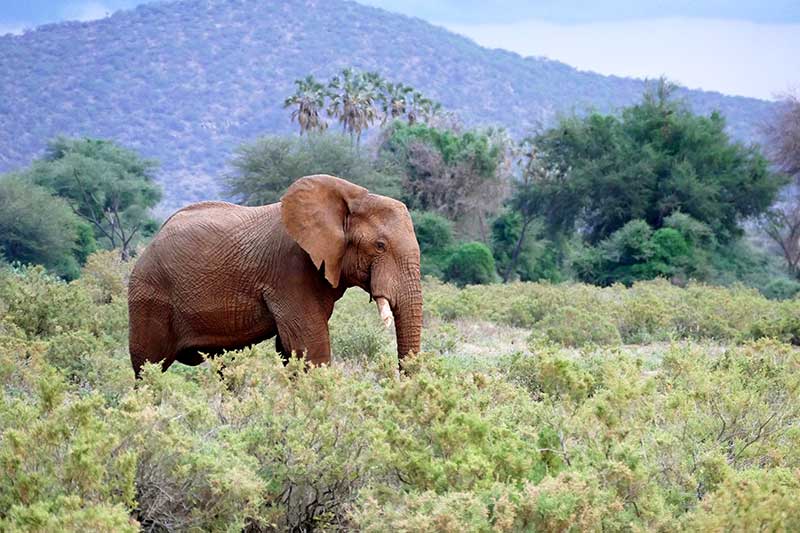 Elefant im Samburu National Reservat